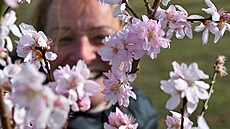 V arboretu u mandloových sad v Hustopeích na Beclavsku kvetou mandlon o...