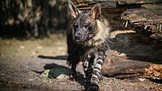 Hyena abraková v Safari Parku ve Dvoe Králové nad Labem