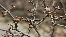 P�edja�� je na zimn� �ez j�drovin ide�ln�. 