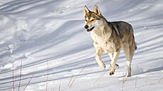 I vlci ijící v oblasti íny (na snímku) jsou na sníh zvyklí, nkdy je ovem...