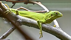 V jihlavské zoologické zahrad se narodila dv mláata leguána fidijského. S...