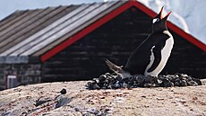 Základna Port Lockroy na ostrov Goudier, kde ijí také tuáci. Organizace UK...