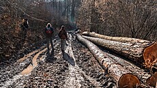 Kácení ve �dánickém lese (28. února 2024)