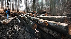 Kácení ve �dánickém lese (28. února 2024)
