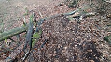 Skupina horlivých biker� si za�ala budovat novou sjezdovou tra� pro bicykly na úpatí Kleti v I. zón� Chrán�né krajinné oblasti (CHKO) Blanský les. 