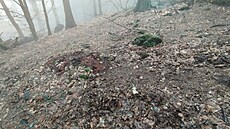 Skupina horlivých biker� si za�ala budovat novou sjezdovou tra� pro bicykly na úpatí Kleti v I. zón� Chrán�né krajinné oblasti (CHKO) Blanský les. 