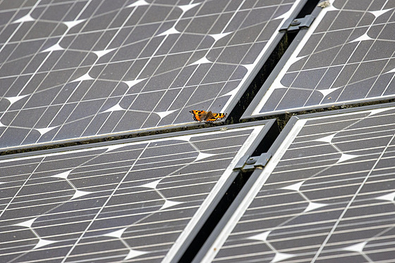 Baboka kopivová na solárním panelu fotovoltaické elektrárny ve Velké Británii...