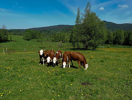 Po�átek pastevního výzkumu v Betlém� v Old�ichov� v Hájích se datuje k roku...