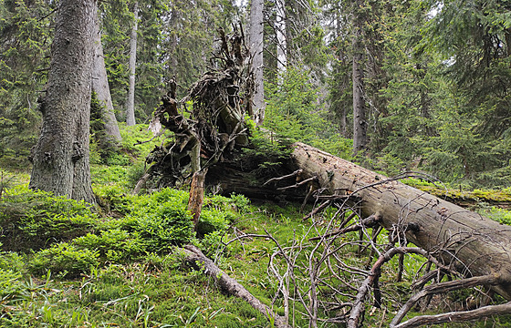 Pralesovitá horská smrina v oblasti chaty Eustaky v Národní pírodní...