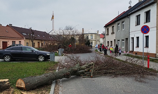 V holeovské ulici Plakov nechalo msto vykácet ást lipového stromoadí....