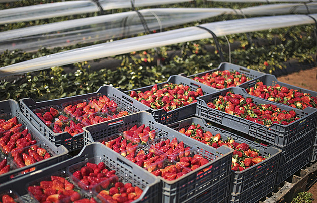 Ve Španělsku našli žloutenku v jahodách z Maroka. Farmáři chtějí vysvětlení