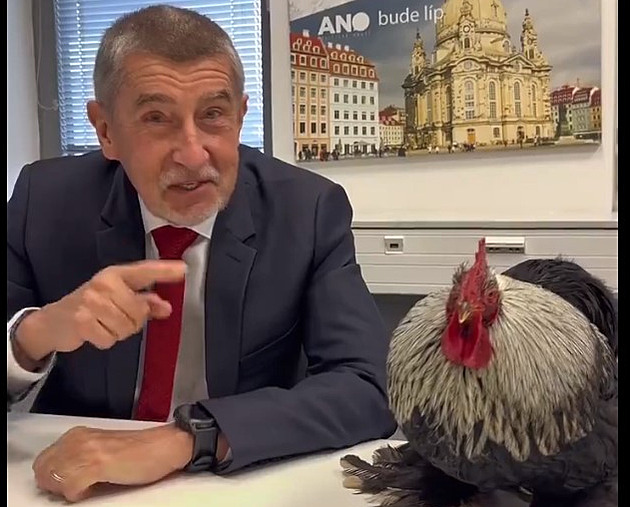 Babiš mluví s kohoutem o ukrajinském obilí. Političtí soupeři se mu smějí