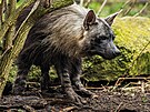 Hyena abrakov v Safari Parku ve Dvoe