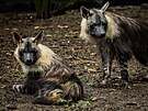 Hyena abrakov v Safari Parku ve Dvoe
