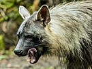 Hyena �abrakov� v Safari Parku ve Dvo�e.