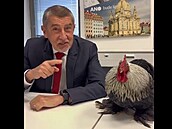 Předseda ANO Andrej Babíš a kohout, kterého představil jako Silver a který je...