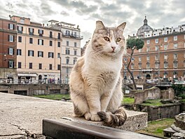 Koloseum, Pantheon a fontána di Trevi.  S t�mito pam�tihodnostmi si v�t�ina z...