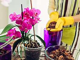 Kupte orchidejím speciální substrát pro n urený, a a budete orchideje...