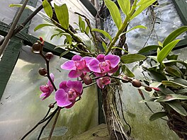 Jak orchideje pijímají vláhu v pírod? Naprí na n, ale nestojí ve vod....