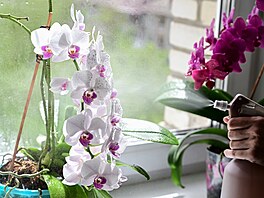 Orchidejím vyhovuje i rosení. Nezapomete ani na hnojení, bhem rstu a kvtu...