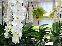 Vtin z nás orchideje dobe prospívají, netrpí chorobami a opakovan vykvetou...