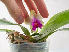 Lze koupit i speciální samozavlaovací koená urený pímo pro orchideje,...