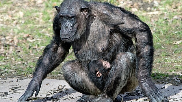 Mládě šimpanze čego v plzeňské zoo. Vzácný sameček se narodil 28. prosince....