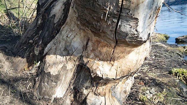 V metropoli kad rok pibvaj msta, kde se usadil bobr evropsk. ada okousanch strom je nov na behu Vltavy v blzkosti tvanick lvky na stran Holeovic. (4. bezna 2024)