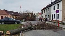 V holeovské ulici Plakov nechalo msto vykácet ást lipového stromoadí....