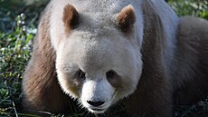 První zdokumentovaná hndá panda Tan-tan u zemela.