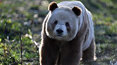 Qinlingská panda byla objevena v 60. letech 20. století.