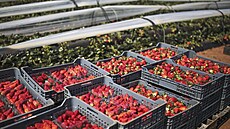 Sklize� jahod v marockém m�st� Kenitra nedaleko Rabatu. Maroko je jedním z...