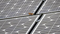 Baboka kopivová na solárním panelu fotovoltaické elektrárny ve Velké Británii...