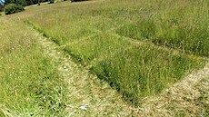 Výzkumná louka v Hrab�ticích v Jizerských horách