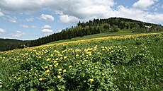 Upolín nejvy��í na Jizerce pod Bukovcem