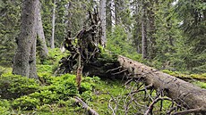 Pralesovitá horská smr�ina v oblasti chaty Eusta�ky v Národní p�írodní...