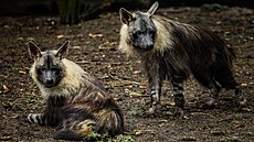 Hyena �abraková v Safari Parku ve Dvo�e