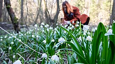 6. 3. 2024 - Bledule jarní v Pekle na eskolipsku letos vykvetly v polovin...