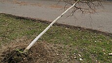 Vandalové po�kodili t�i stromy v Lipové aleji.