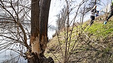 V metropoli kadý rok pibývají místa, kde se usadil bobr evropský. ada...