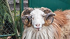 Strá�níci odchytili berana (29. února 2024)