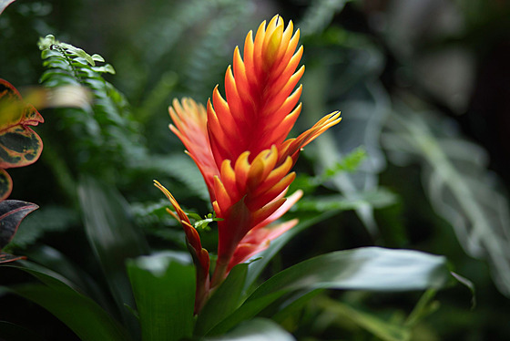 Výstava s názvem Tropické kvty je k vidní v trojské botanické zahrad do 7....