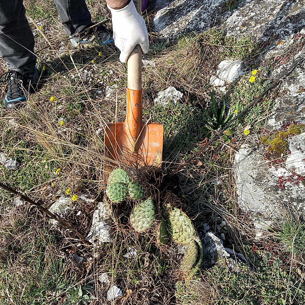 Ochránci přírody na Pálavě likvidují kaktusy, opuncii tam patrně někdo vysadil
