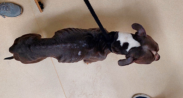 Zubožený pes živořil v bytě plném výkalů. Soud majiteli změnil vězení na podmínku