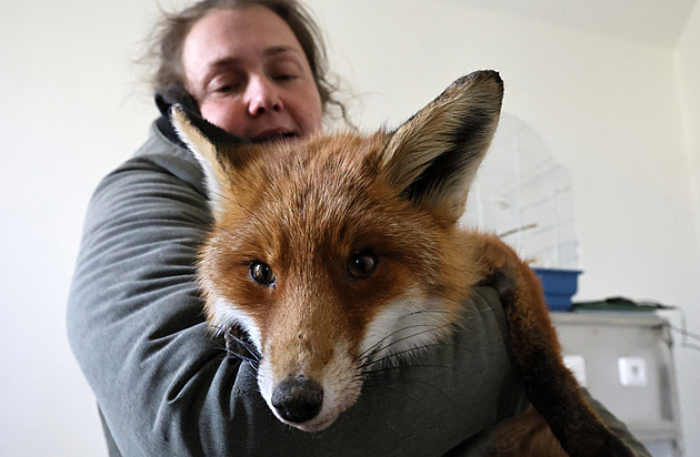 Markéta Hruková v Záchranné stanici pro ivoichy pi rezervaci Soos v Novém...