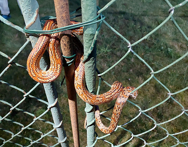 Uovku propletenou plotem sundávali etrn hasii.