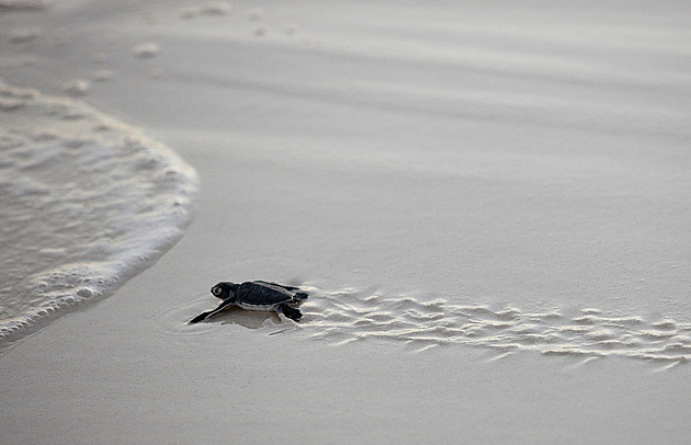 Lidé se v Zanzibaru přiotrávili želvím masem. Zemřelo osm dětí a matka