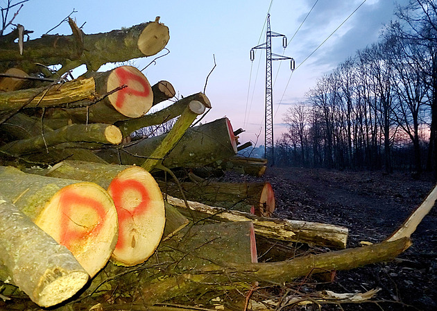 Desítky vzrostlých strom padly na okraji Borského parku v Plzni. Místo nich...