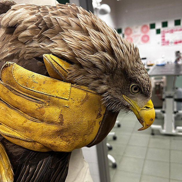 Ve Vlašimi zachraňují postřeleného orla, ohroženému ptákovi brok zlomil křídlo