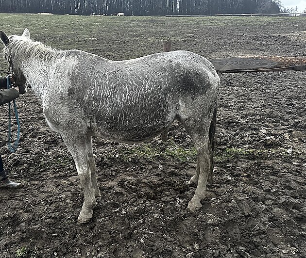 Jeden ze zanedbaných koní, který byl pevezen do náhradní pée z pastviny...